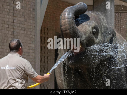 Berlin, Deutschland. 25. Juni 2019. Ein tierpfleger im Zoo Berlin bietet die Elefanten mit Abkühlung und Erfrischung mit einem Wasserschlauch. Credit: Paul Zinken/dpa/Alamy leben Nachrichten Stockfoto