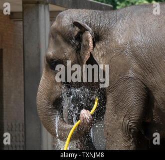 Berlin, Deutschland. 25. Juni 2019. Ein Elefant im Berliner Zoo erhält kühlen und mit Hilfe von einem Wasserschlauch aktualisiert. Credit: Paul Zinken/dpa/Alamy leben Nachrichten Stockfoto