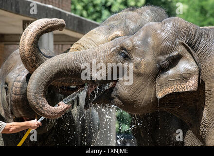Berlin, Deutschland. 25. Juni 2019. Ein tierpfleger im Zoo Berlin bietet die Elefanten mit Abkühlung und Erfrischung mit einem Wasserschlauch. Credit: Paul Zinken/dpa/Alamy leben Nachrichten Stockfoto