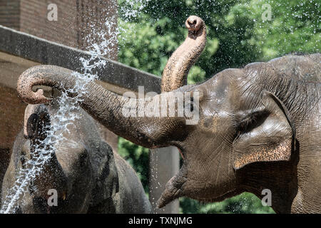 Berlin, Deutschland. 25. Juni 2019. Ein tierpfleger im Zoo Berlin bietet die Elefanten mit Abkühlung und Erfrischung mit einem Wasserschlauch. Credit: Paul Zinken/dpa/Alamy leben Nachrichten Stockfoto