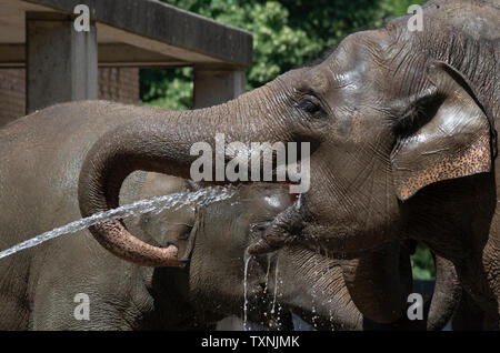 Berlin, Deutschland. 25. Juni 2019. Ein tierpfleger im Zoo Berlin bietet die Elefanten mit Abkühlung und Erfrischung mit einem Wasserschlauch. Credit: Paul Zinken/dpa/Alamy leben Nachrichten Stockfoto