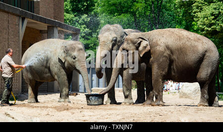 Berlin, Deutschland. 25. Juni 2019. Ein tierpfleger im Zoo Berlin bietet die Elefanten mit Abkühlung und Erfrischung mit einem Wasserschlauch. Credit: Paul Zinken/dpa/Alamy leben Nachrichten Stockfoto