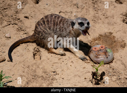 Berlin, Deutschland. 25. Juni 2019. Ein erdmännchen können Geschmack ein Eis Bombe mit Köstlichkeiten im Berliner Zoo gefüllt. Credit: Paul Zinken/dpa/Alamy leben Nachrichten Stockfoto
