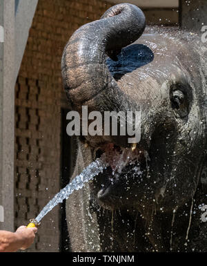 Berlin, Deutschland. 25. Juni 2019. Ein tierpfleger im Zoo Berlin bietet die Elefanten mit Abkühlung und Erfrischung mit einem Wasserschlauch. Credit: Paul Zinken/dpa/Alamy leben Nachrichten Stockfoto