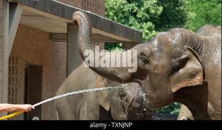 Berlin, Deutschland. 25. Juni 2019. Ein tierpfleger im Zoo Berlin bietet die Elefanten mit Abkühlung und Erfrischung mit einem Wasserschlauch. Credit: Paul Zinken/dpa/Alamy leben Nachrichten Stockfoto