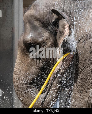 Berlin, Deutschland. 25. Juni 2019. Ein Elefant im Berliner Zoo erhält kühlen und mit Hilfe von einem Wasserschlauch aktualisiert. Credit: Paul Zinken/dpa/Alamy leben Nachrichten Stockfoto