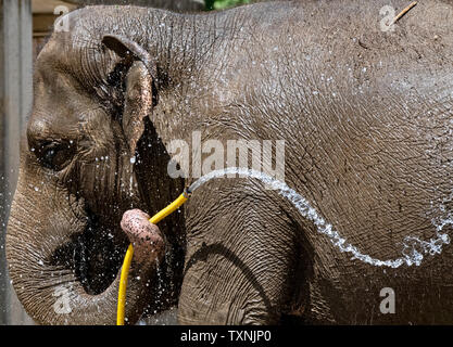 Berlin, Deutschland. 25. Juni 2019. Ein Elefant im Berliner Zoo erhält kühlen und mit Hilfe von einem Wasserschlauch aktualisiert. Credit: Paul Zinken/dpa/Alamy leben Nachrichten Stockfoto