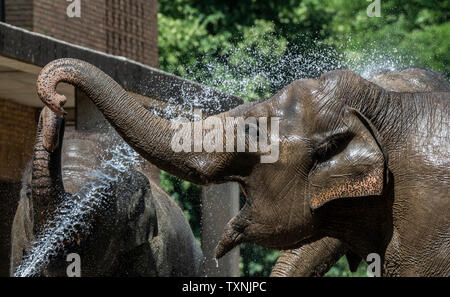 Berlin, Deutschland. 25. Juni 2019. Ein tierpfleger im Zoo Berlin bietet die Elefanten mit Abkühlung und Erfrischung mit einem Wasserschlauch. Credit: Paul Zinken/dpa/Alamy leben Nachrichten Stockfoto