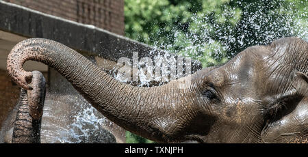 Berlin, Deutschland. 25. Juni 2019. Ein tierpfleger im Zoo Berlin bietet die Elefanten mit Abkühlung und Erfrischung mit einem Wasserschlauch. Credit: Paul Zinken/dpa/Alamy leben Nachrichten Stockfoto
