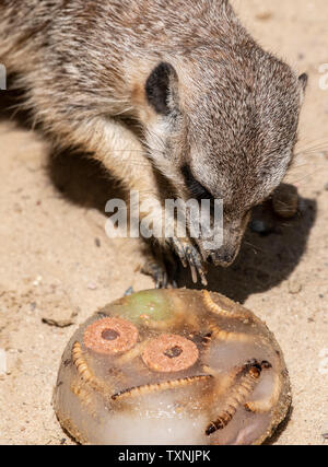Berlin, Deutschland. 25. Juni 2019. Ein erdmännchen können Geschmack ein Eis Bombe mit Köstlichkeiten im Berliner Zoo gefüllt. Credit: Paul Zinken/dpa/Alamy leben Nachrichten Stockfoto