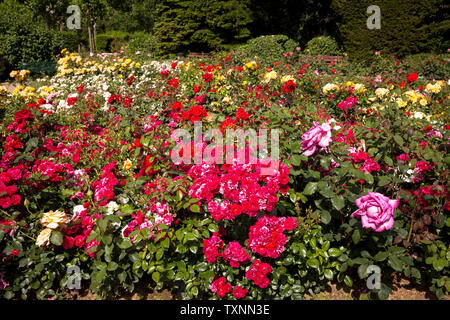 Der Rosengarten im Fort X wird ein Teil der ehemaligen inneren Festung ring, Köln, Deutschland der Rosengarten am Fort X, einem Teil des ehemaligen Zusatzger&aumlte Stockfoto