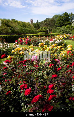 Der Rosengarten im Fort X wird ein Teil der ehemaligen inneren Festung Ring, im Hintergrund der Agnes Kirche, Köln, Deutschland der Rosengarten am Fort X Stockfoto