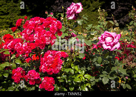 Der Rosengarten im Fort X wird ein Teil der ehemaligen inneren Festung ring, Köln, Deutschland der Rosengarten am Fort X, einem Teil des ehemaligen Zusatzger&aumlte Stockfoto