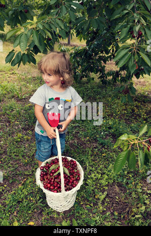 Schön süß Kleinkind Holding weiß Weidenkorb voller Kirschen im Obstgarten selektiven Fokus Stockfoto