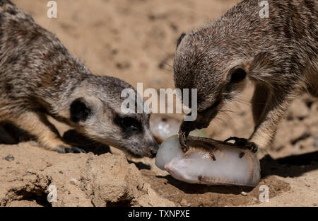 Berlin, Deutschland. 25. Juni 2019. Erdmännchen können Geschmack ein Eis Bombe mit Köstlichkeiten im Berliner Zoo gefüllt. Credit: Paul Zinken/dpa/Alamy leben Nachrichten Stockfoto