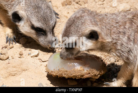 Berlin, Deutschland. 25. Juni 2019. Erdmännchen können Geschmack ein Eis Bombe mit Köstlichkeiten im Berliner Zoo gefüllt. Credit: Paul Zinken/dpa/Alamy leben Nachrichten Stockfoto