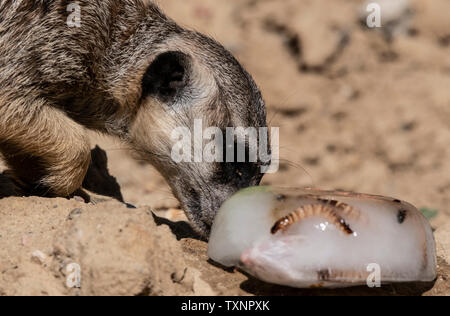 Berlin, Deutschland. 25. Juni 2019. Ein erdmännchen können Geschmack ein Eis Bombe mit Köstlichkeiten im Berliner Zoo gefüllt. Credit: Paul Zinken/dpa/Alamy leben Nachrichten Stockfoto