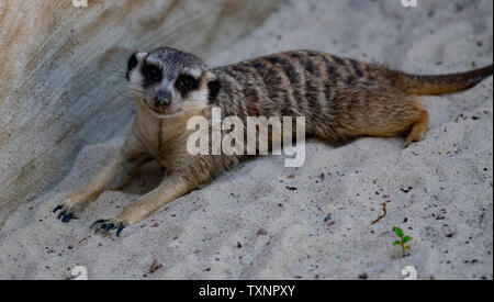 Berlin, Deutschland. 25. Juni 2019. Ein Erdmännchen genießt eine Kühlung Sandbad im Schatten der Berliner Zoo. Credit: Paul Zinken/dpa/Alamy leben Nachrichten Stockfoto