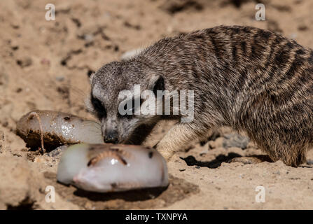 Berlin, Deutschland. 25. Juni 2019. Ein erdmännchen können Geschmack ein Eis Bombe mit Köstlichkeiten im Berliner Zoo gefüllt. Credit: Paul Zinken/dpa/Alamy leben Nachrichten Stockfoto