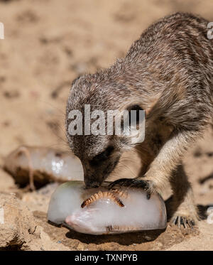 Berlin, Deutschland. 25. Juni 2019. Ein erdmännchen können Geschmack ein Eis Bombe mit Köstlichkeiten im Berliner Zoo gefüllt. Credit: Paul Zinken/dpa/Alamy leben Nachrichten Stockfoto