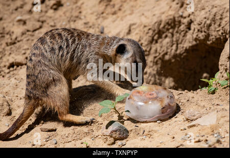 Berlin, Deutschland. 25. Juni 2019. Ein erdmännchen können Geschmack ein Eis Bombe mit Köstlichkeiten im Berliner Zoo gefüllt. Credit: Paul Zinken/dpa/Alamy leben Nachrichten Stockfoto