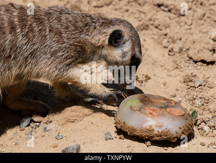 Berlin, Deutschland. 25. Juni 2019. Ein erdmännchen können Geschmack ein Eis Bombe mit Köstlichkeiten im Berliner Zoo gefüllt. Credit: Paul Zinken/dpa/Alamy leben Nachrichten Stockfoto