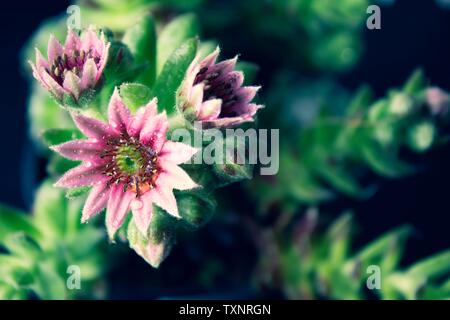 Anlage Sempervivum tectorum Blüte Detail Makro Nahaufnahme saftige mit Wassertropfen und schwarzen Hintergrund Stockfoto