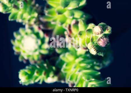 Anlage Sempervivum tectorum Blüte Detail Makro Nahaufnahme saftige mit Wassertropfen und schwarzen Hintergrund Stockfoto