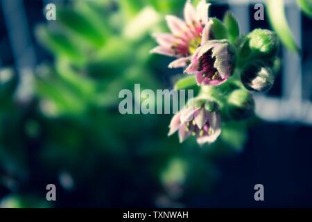 Anlage Sempervivum tectorum Blüte Detail Makro Nahaufnahme saftige mit Wassertropfen und schwarzen Hintergrund Stockfoto