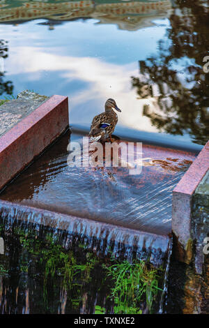 Ente an einem Wasserfall in einer Stadt Teich mit einer Reflexion der Häuser und Wolken an einem sommerlichen Abend Stockfoto