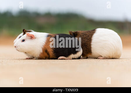 Drei Meerschweinchen auf einem Zement Pflaster. Stockfoto