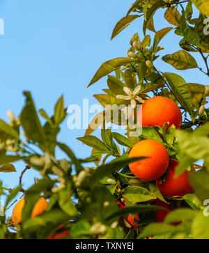 Frische reife Orangen hängen von einem Baum, auf einem Ast mit einer Gruppe von Orangen, weißen Blüten und Knospen, blauer Himmel - Kopie Raum Stockfoto