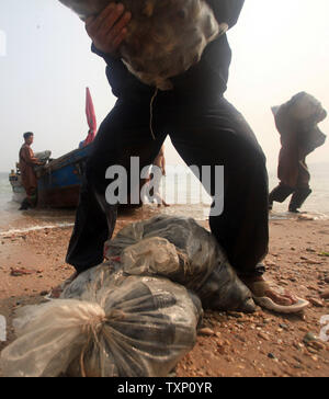 Chinesische Taucher zurück an die Küste nach dem Tauchen 60 Fuß zu Ernte großer Bauernhof - gewachsene Muscheln in der Nähe von Nordosten Hafen des Landes Stadt Dalian am 31. August 2011. Jeder Taucher, der hausgemachte Tauchanzüge und Atmen durch ein kleines Röhrchen mit einem Kompressor auf einem Boot oben schwimmenden angeschlossen sind, kann die Ernte fast 750 Muscheln am Tag. Der Preis ist um 60 Cent eine Muschel. UPI/Stephen Rasierer Stockfoto