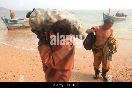 Chinesische Taucher zurück an die Küste nach dem Tauchen 60 Fuß zu Ernte großer Bauernhof - gewachsene Muscheln in der Nähe von Nordosten Hafen des Landes Stadt Dalian am 31. August 2011. Jeder Taucher, der hausgemachte Tauchanzüge und Atmen durch ein kleines Röhrchen mit einem Kompressor auf einem Boot oben schwimmenden angeschlossen sind, kann die Ernte fast 750 Muscheln am Tag. Der Preis ist um 60 Cent eine Muschel. UPI/Stephen Rasierer Stockfoto