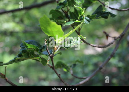 Schöne alte Fagus sylvatica, die europäische Buche oder gewöhnliche Buche. Stockfoto
