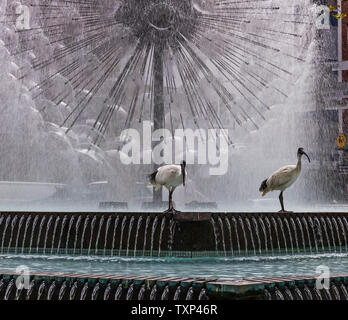 Paar ibis Vögel mit der schönen El Alamein Memorial Fountain im Hintergrund, Kings Cross, Sydney, Australien Stockfoto