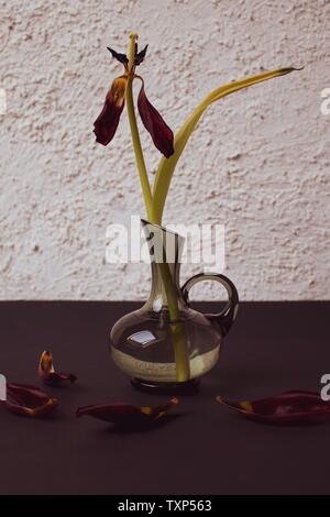 Tote Tulpe Blume Stockfoto