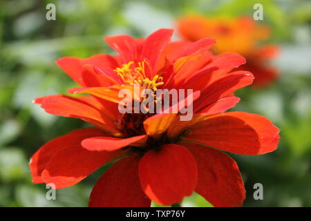 Scharlachrot zinnia Blume in voller Blüte, Zinnia elegans, Jugend- und Alters-, gemeinsame zinnia, elegante Zinnia. Stockfoto