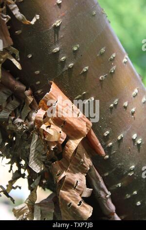 Die bernsteinfarbene Rinde des China zeigen Pekin Lilac Tree, Syringa Pekinensis. Stockfoto