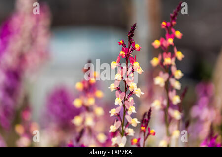 Bunte gelb rosa und lila Lupin Lupin Blumen closeup in Kyoto, Japan als angelegten dekorativen Pflanzen mit Bokeh verschwommenen Hintergrund Stockfoto