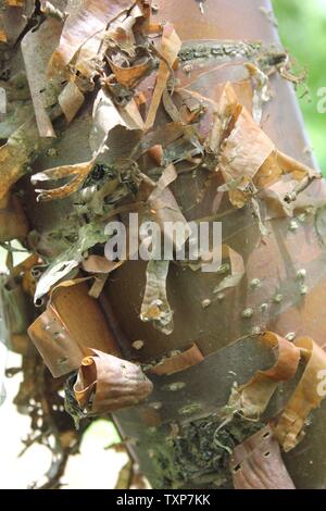 Die bernsteinfarbene Rinde des China zeigen Pekin Lilac Tree, Syringa Pekinensis. Stockfoto