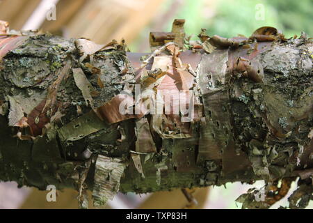 Die bernsteinfarbene Rinde des China zeigen Pekin Lilac Tree, Syringa Pekinensis. Stockfoto