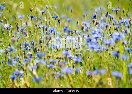 Kornblume in einem Gerstenfeld, in der Nähe der Oberweser, Weserbergland, Nordrhein-Westfalen, Hessen, Deutschland Stockfoto