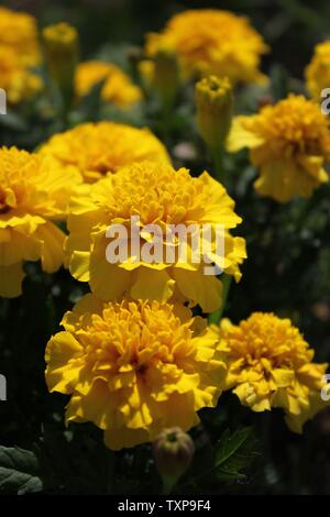 Gelbe Zinnia elegans Blumen in voller Blüte an der lokalen Gemeinschaft garten. Stockfoto