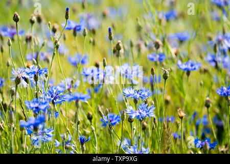 Kornblume in einem Gerstenfeld, in der Nähe der Oberweser, Weserbergland, Nordrhein-Westfalen, Hessen, Deutschland Stockfoto