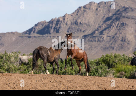 Wild Horse Hengste Kämpfen in Utah Stockfoto