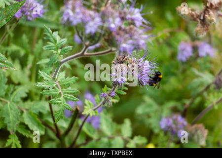 Hummel auf Violett phacelia Blume Stockfoto