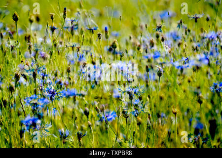 Kornblume in einem Gerstenfeld, in der Nähe der Oberweser, Weserbergland, Nordrhein-Westfalen, Hessen, Deutschland Stockfoto