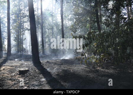 Berlin, Deutschland. 25. Juni 2019. Blick in den Grunewald in Berlin. Ein Feuer im Berliner Grunewald in der Nähe der Teufelsberg gebrochen. Credit: Julian 1603/dpa-Zentralbild/dpa/Alamy leben Nachrichten Stockfoto