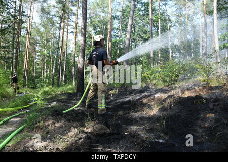 Berlin, Deutschland. 25. Juni 2019. Ein Feuerwehrmann löscht den Brand im Berliner Grunewald. Ein Feuer im Berliner Grunewald in der Nähe der Teufelsberg gebrochen. Credit: Julian 1603/dpa-Zentralbild/dpa/Alamy leben Nachrichten Stockfoto